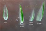  Parts of Spikelet